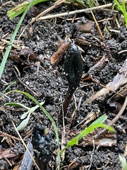 Geoglossum