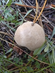Lycoperdon pratense