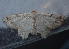 Macaria bisignata