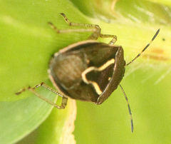 Mormidea lugens