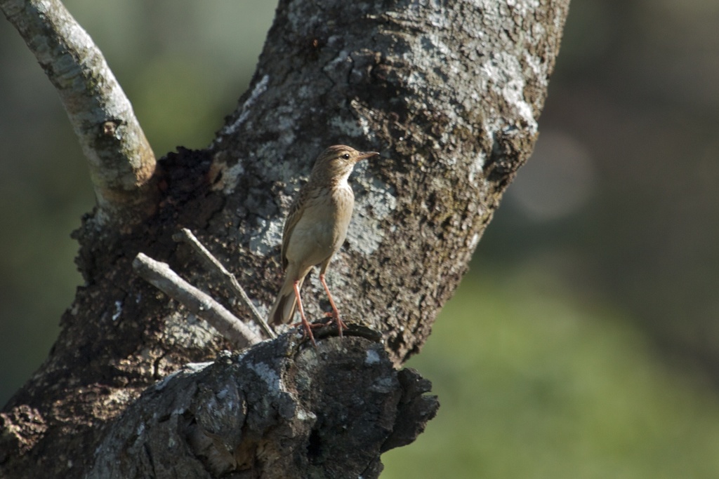 Woodland Pipit photo