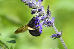 Xylocopa sonorina