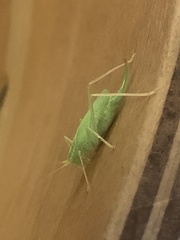 Meconema thalassinum