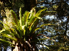 Asplenium setoi