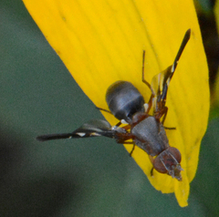 Delphinia picta