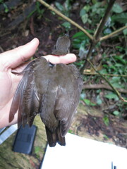 Turdus olivaceofuscus