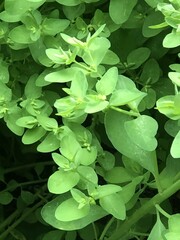 Euphorbia peplus