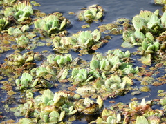 Pistia stratiotes