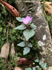 Sarcopyramis napalensis delicata