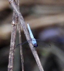 Brachydiplax duivenbodei