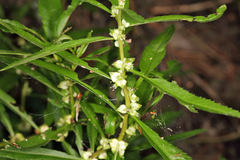 Proserpinaca palustris