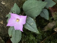 Sarcopyramis napalensis delicata