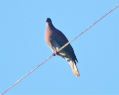 Patagioenas cayennensis