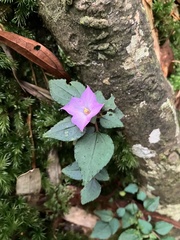 Sarcopyramis napalensis delicata