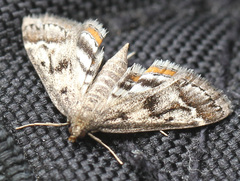 Parapoynx obscuralis