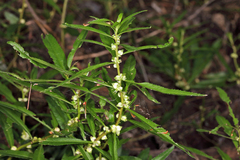 Proserpinaca palustris