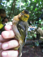 Ploceus sanctithomae