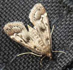 Parapoynx obscuralis