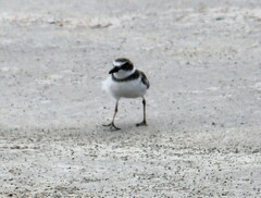 Charadrius wilsonia
