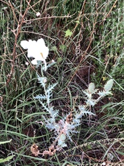 Argemone pleiacantha