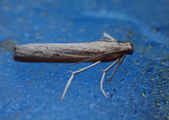 Pediasia trisecta