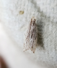 Helcystogramma hystricella