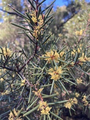 Hakea pachyphylla