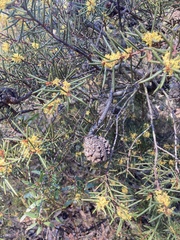 Hakea pachyphylla