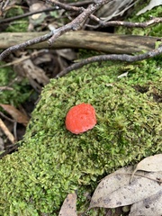 Tubifera