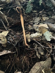 Clavariaceae