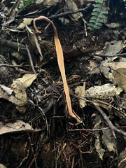 Clavariaceae
