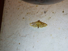 Herpetogramma thestealis