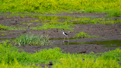 Himantopus mexicanus knudseni