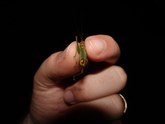 Orchelimum silvaticum