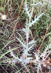 Argemone pleiacantha