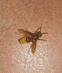 Vespa crabro germana