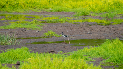 Himantopus mexicanus knudseni