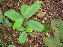 Helicia rengetiensis
