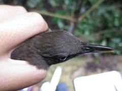 Turdus olivaceofuscus