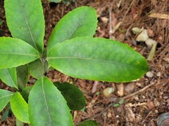Helicia rengetiensis