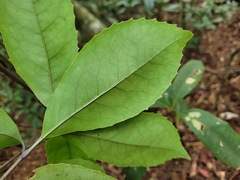 Helicia rengetiensis