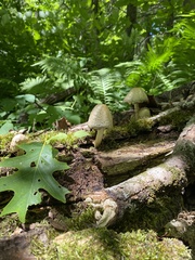 Coprinopsis romagnesiana