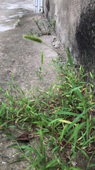 Setaria viridis