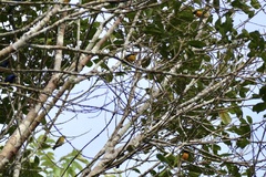 Euphonia minuta