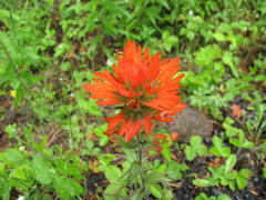 Castilleja hispida