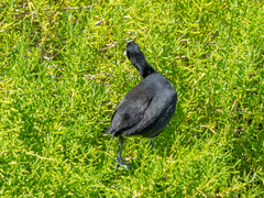 Fulica alai