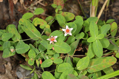 Hypericum virginicum