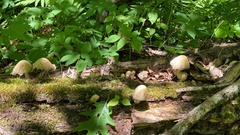 Coprinopsis romagnesiana