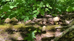 Coprinopsis romagnesiana