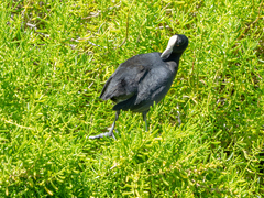 Fulica alai